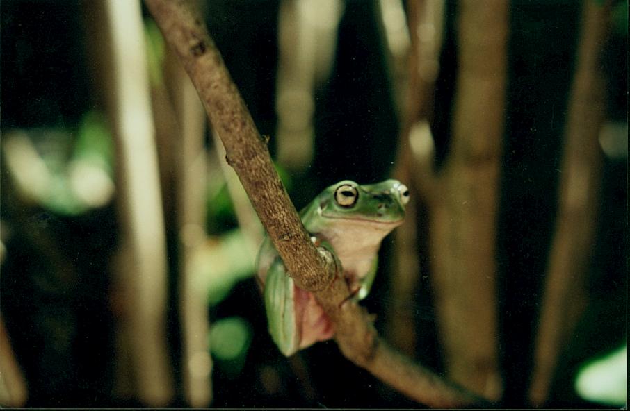 white's tree frog