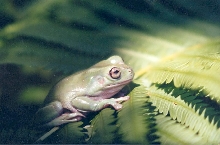 white's tree frog