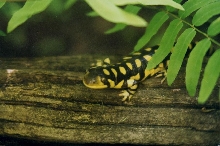 tiger salamander
