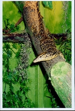 asian water monitor