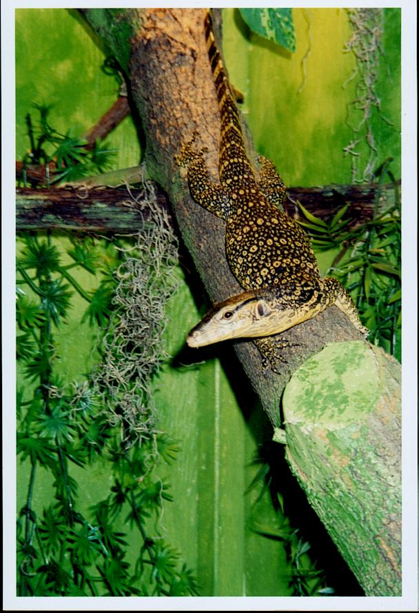 asian water monitor