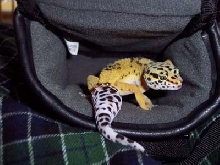 Brooklyn in my camera case