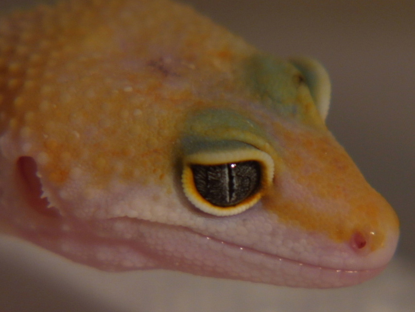 sahara close up