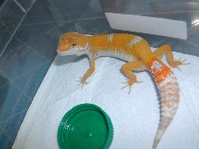 Jamies Gecko adult