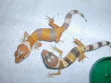 Jamies Gecko Juve