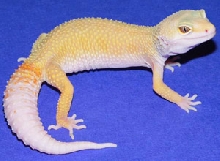 albino patternless