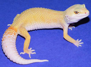 albino patternless