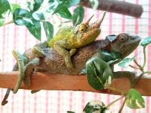 Jackson's mating