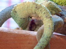 Jackson's mating