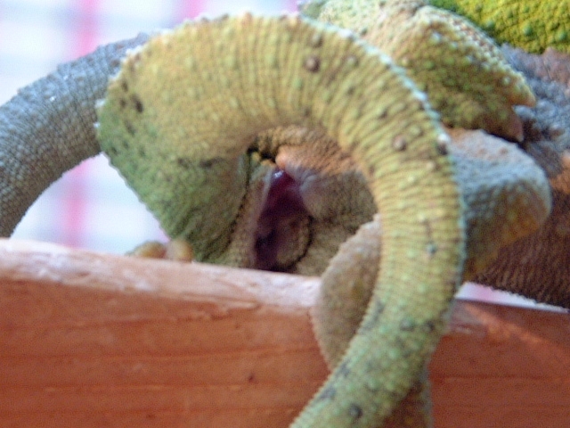 Jackson's mating