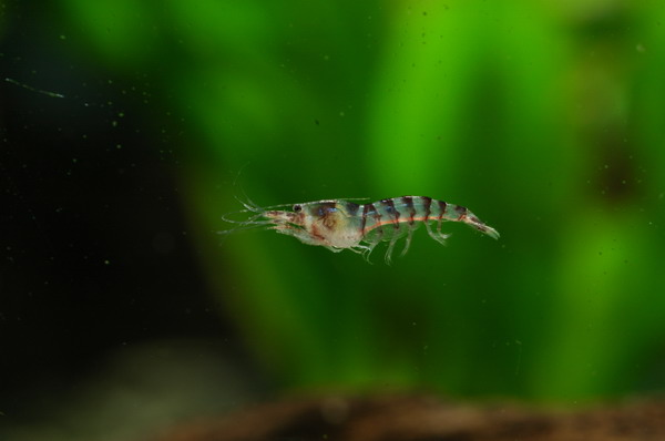 unknown shrimp