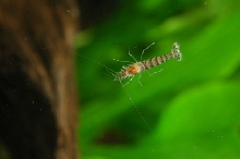 unknown shrimp