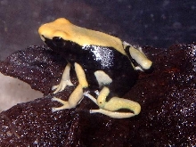 YellowBack 11/14/03