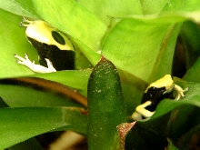 YellowBack 11/23/03