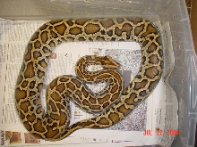 03 Female DH Granite & Albino Granite