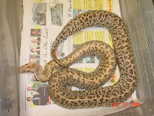 03 Male Granite Poss Het Albino Granite