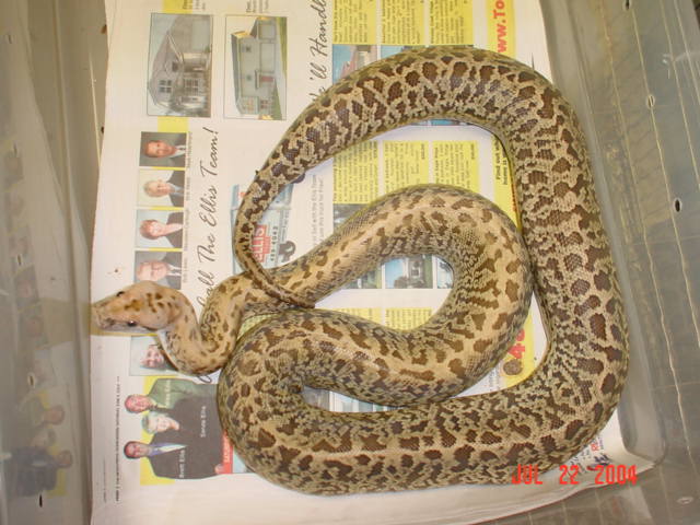 03 Male Granite Poss Het Albino Granite