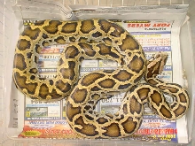 03 Male Het for Green