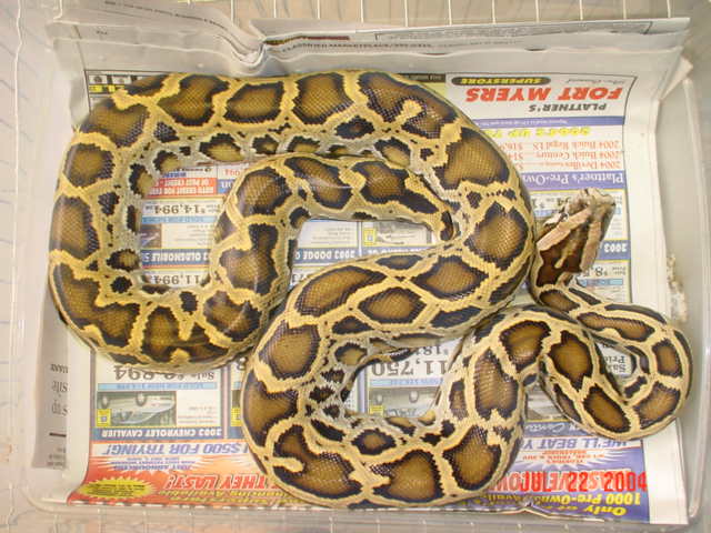 03 Male Het for Green