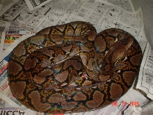9' Female Retic