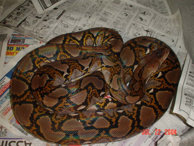 9' Female Retic