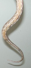 female?