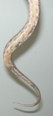 female?