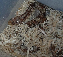 brindle black rat snake elaphe obsoleta