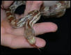 female brindle black rat snake
