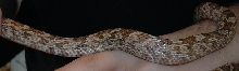 Brindle Black Rat Snake