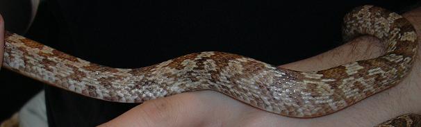 Brindle Black Rat Snake