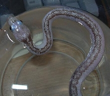 White sided black rat soaking