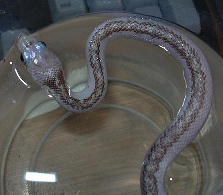 White sided black rat soaking