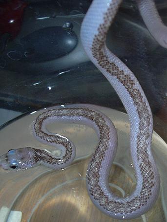 white sided black rat soaking