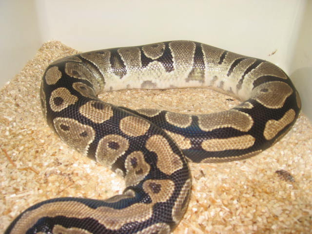 ovulation #2