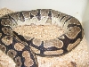 ovulation