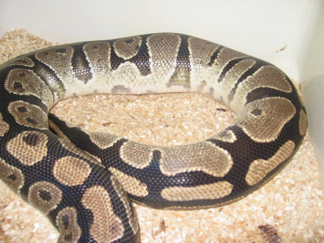 ovulation