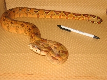 Orangasm Hypo march