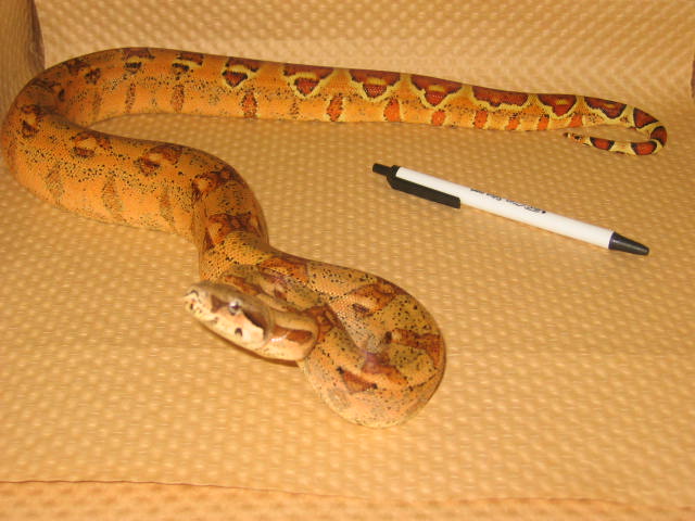 Orangasm Hypo march