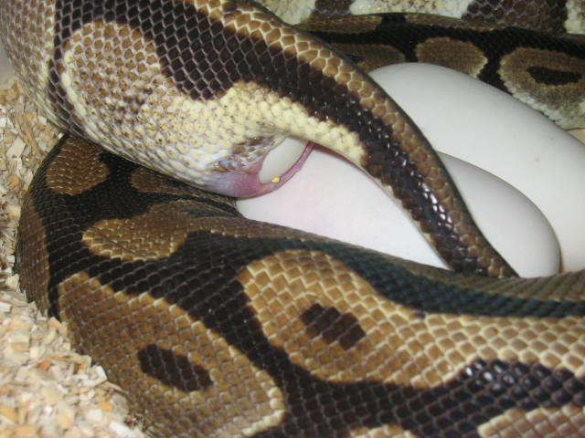 Eggs 3-19-05