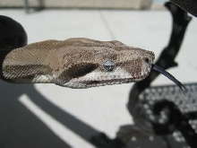 Ghost head shot