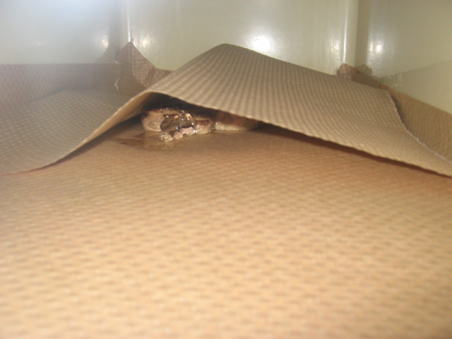 hide 1