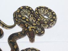 Mojave Holdback