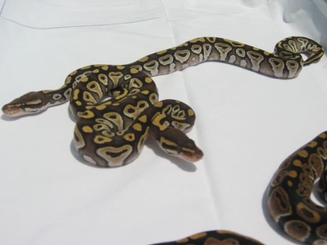 Mojave side shot