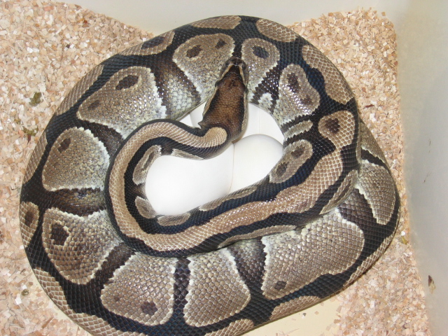 Mojave Clutch #2