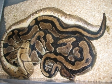 Spider Breeding 1