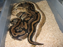 Spider Breeding 2