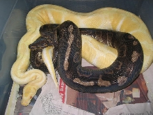 Super x Albino