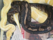 Super x Albino 2