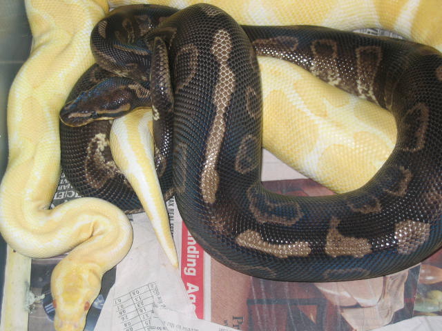 Super x Albino 2
